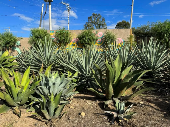 Agave varietals