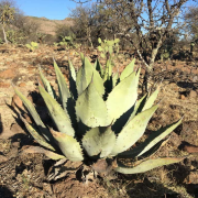cenizo agave