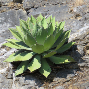 cupreata agave