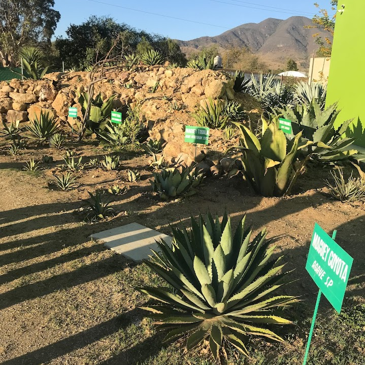 agave nursery